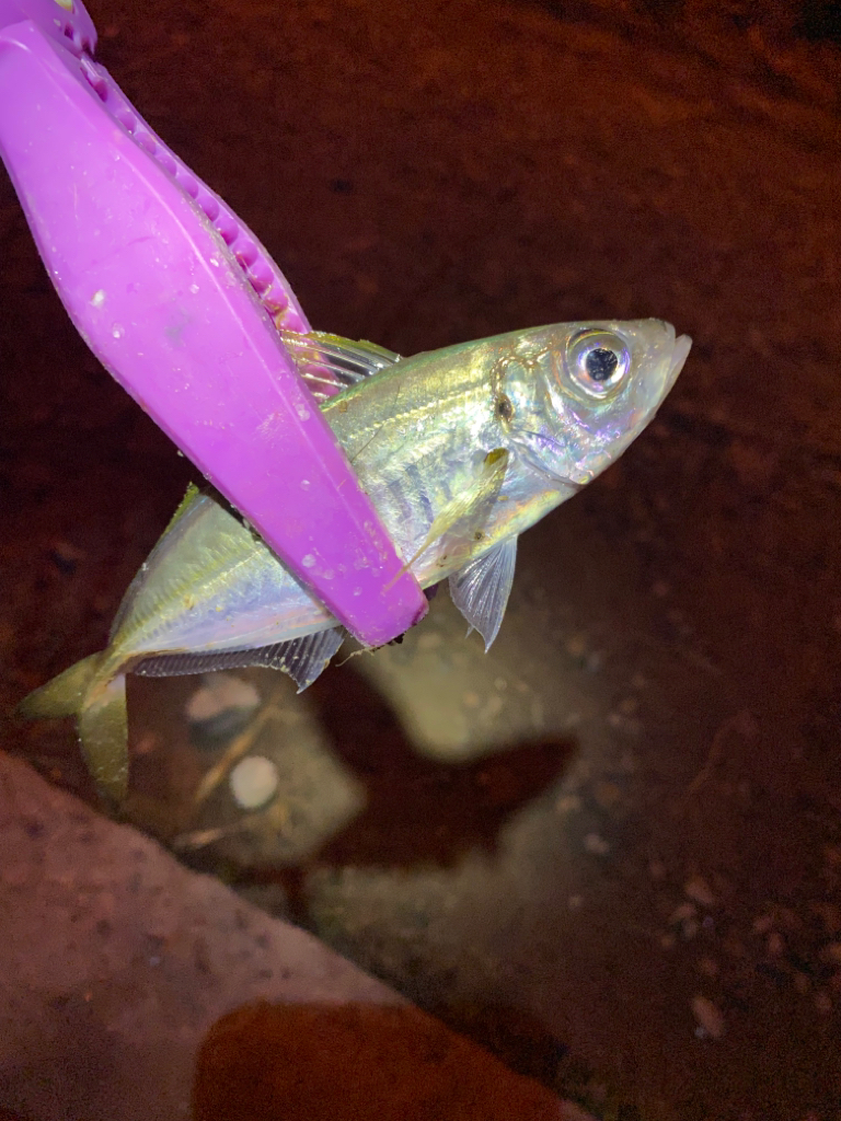 大阪湾奥アジング