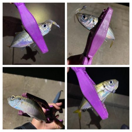 大阪湾奥アジング　ベイトアジング