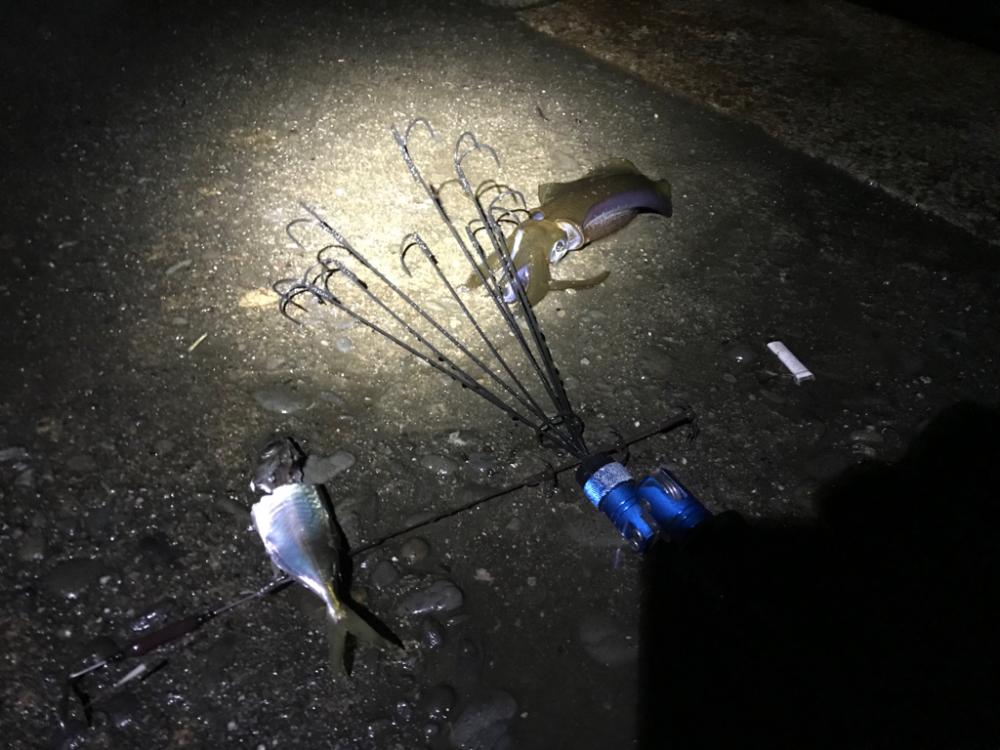 激渋の小アオリイカ　それでも。楽。