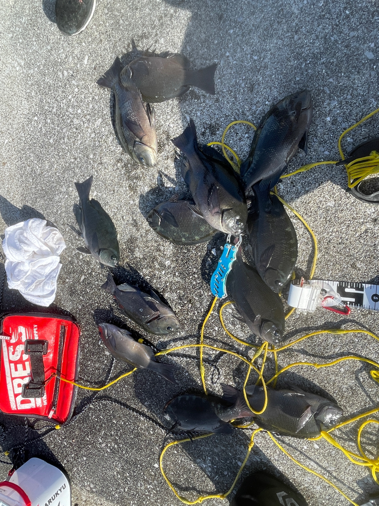 堤防グレ釣り(*^^*)