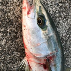 あじのノマセでハマチを釣る