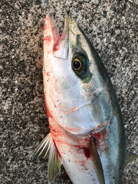 あじのノマセでハマチを釣る