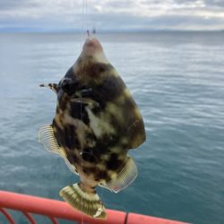 五目釣りでカワハギなど