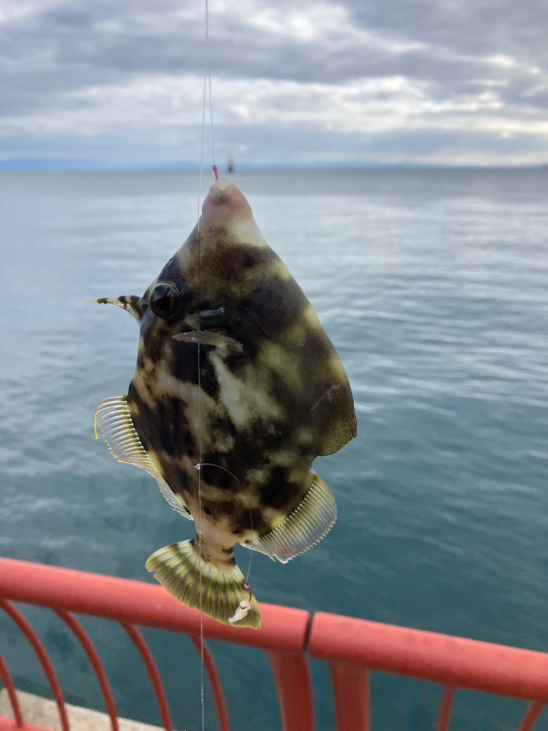 五目釣りでカワハギなど