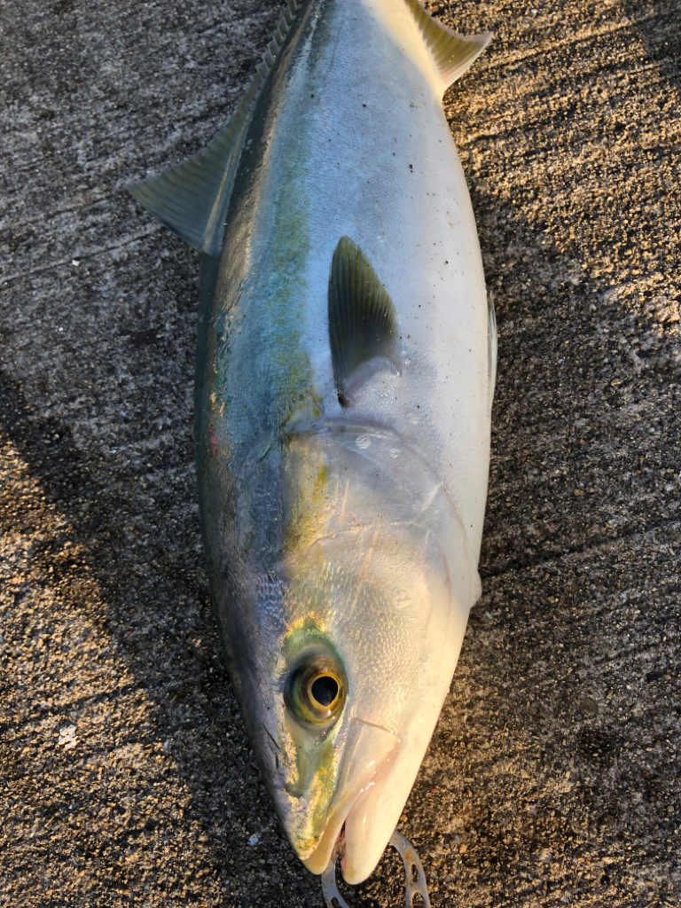 青物メジロが好調