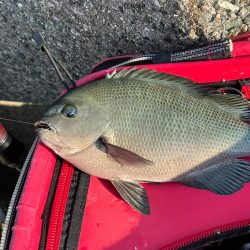 垂水一文字 グレ好調