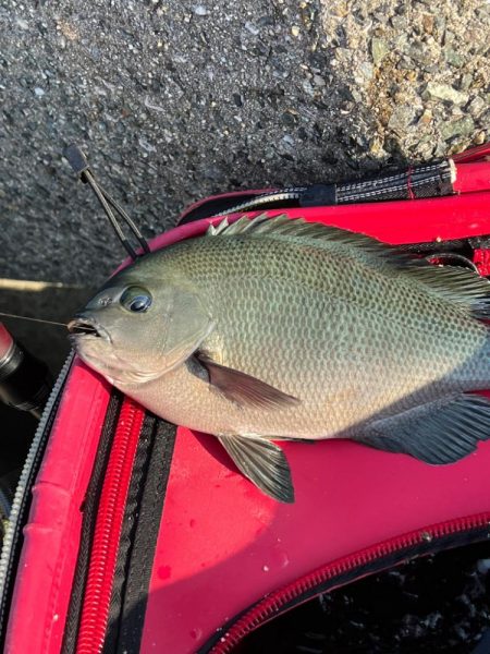 垂水一文字 グレ好調