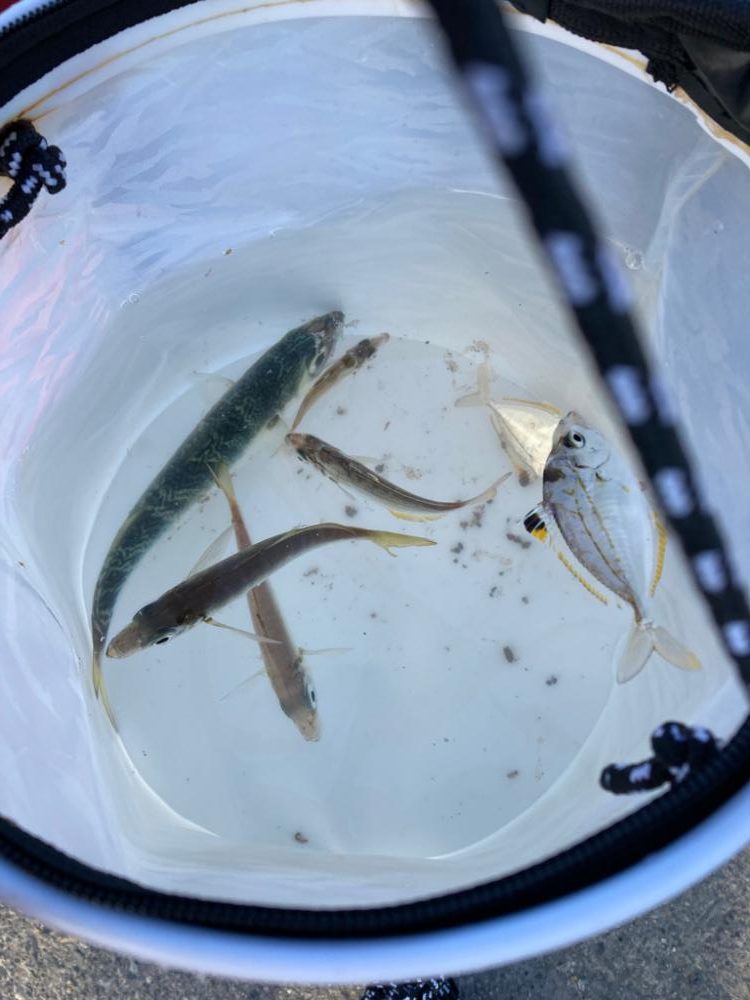 新ポイントで投げサビキに挑戦するも、、