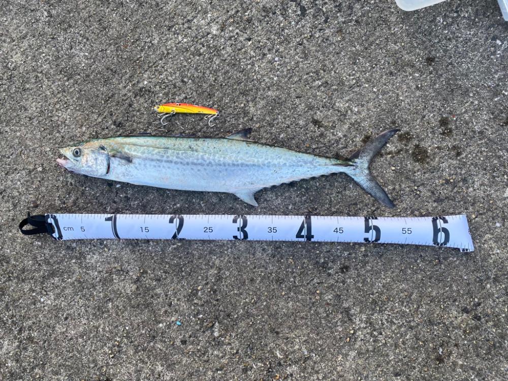 サゴシ1キャッチ