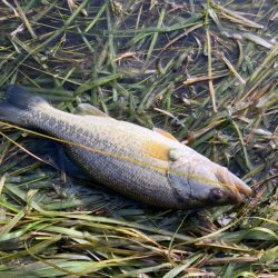 減水気味の南湖