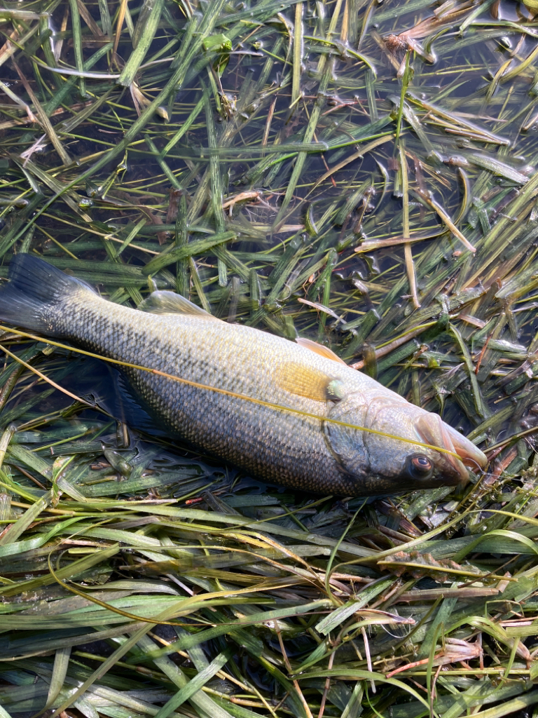 減水気味の南湖