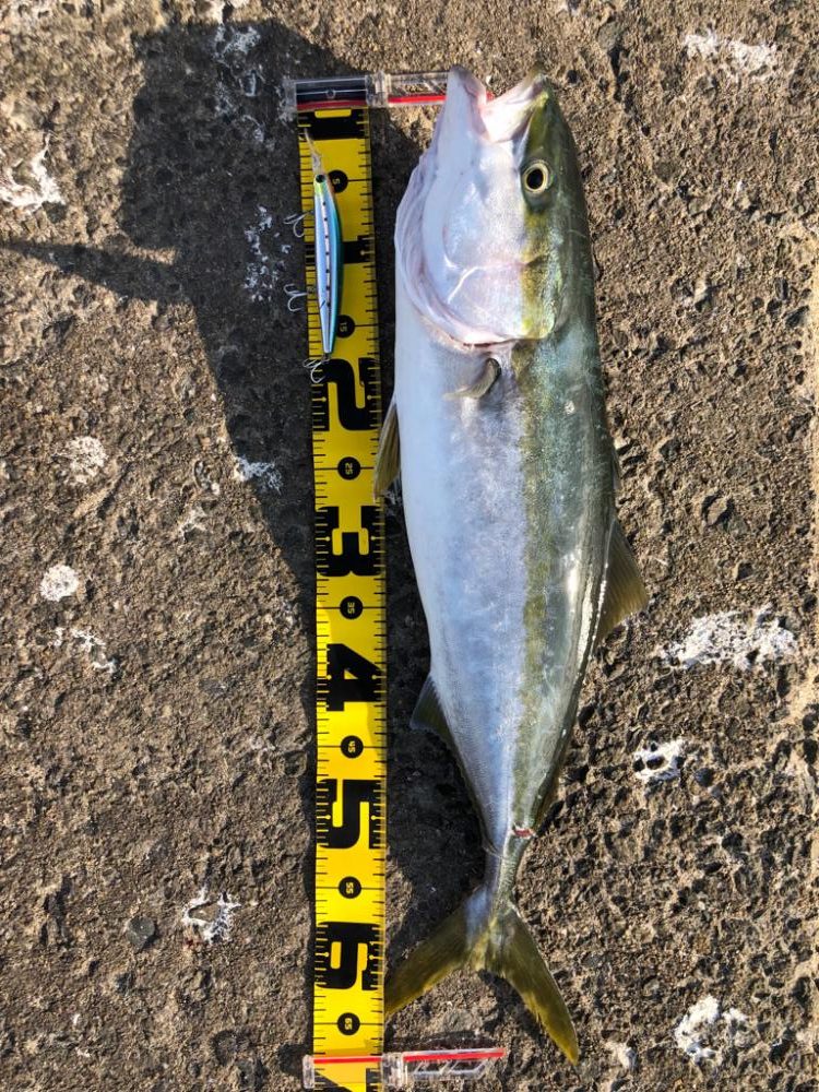 まだまだ青物回遊あり