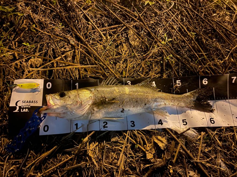 久々のシーバス