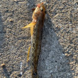 久々のハゼ釣り楽しい！