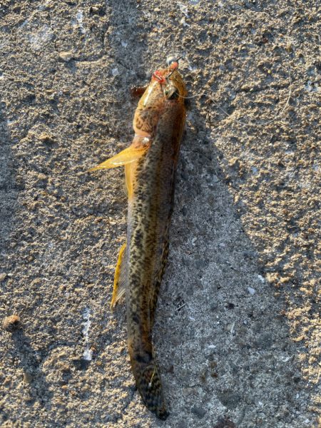 久々のハゼ釣り楽しい！