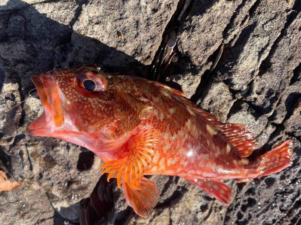 御荘湾チヌ釣り