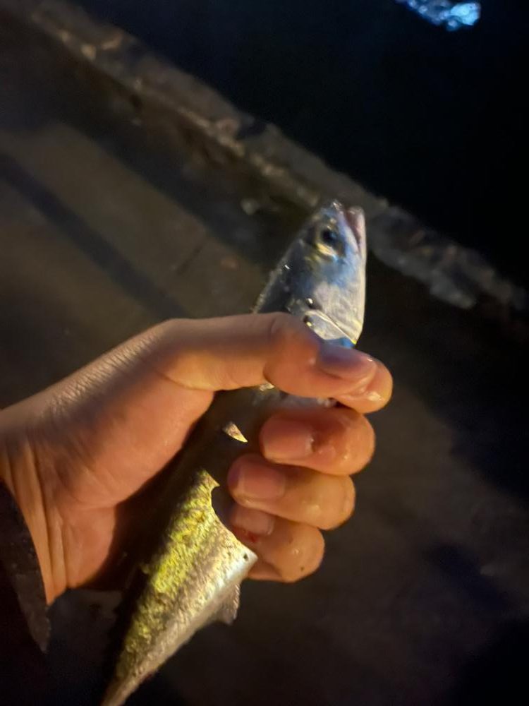 30cmのサバのみ😅