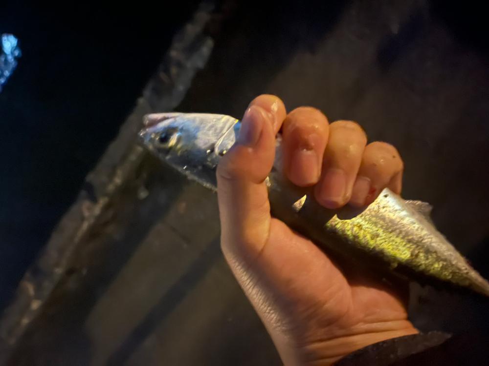 30cmのサバのみ😅