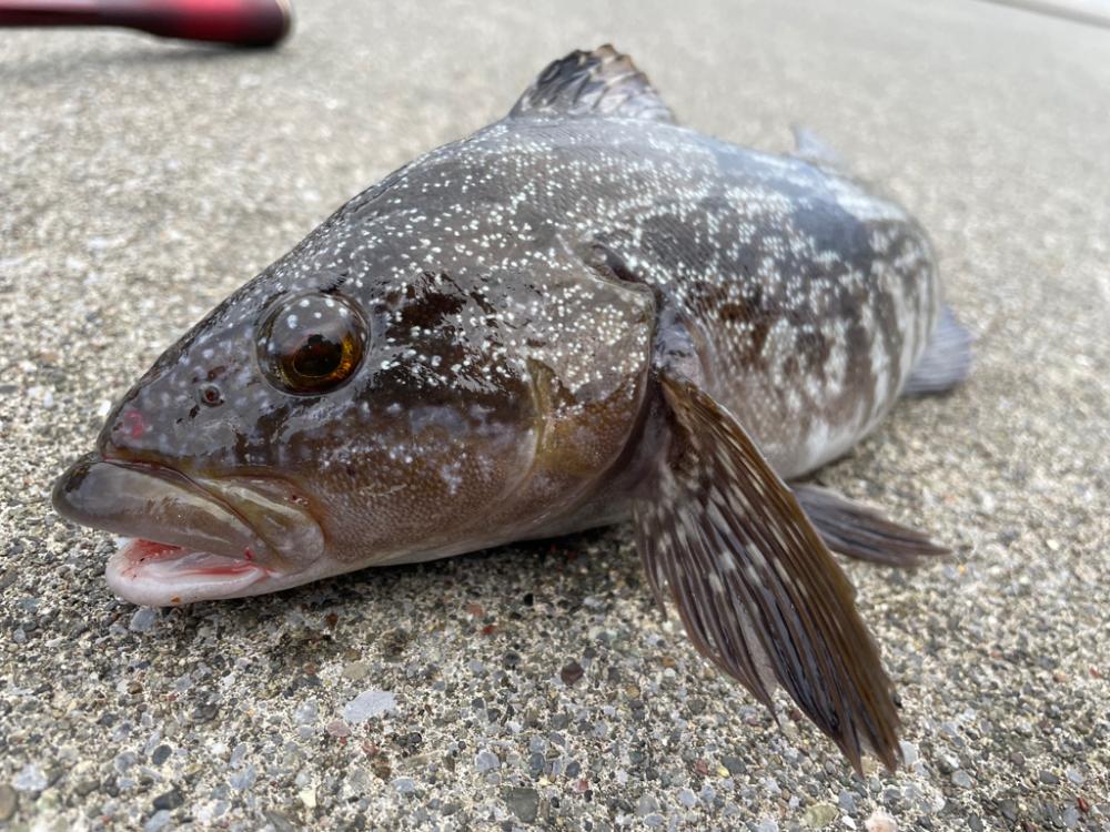 ロック&エギング