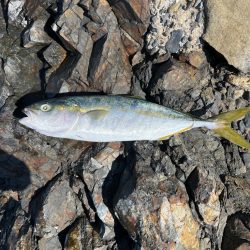 ワダツミの神さんの恵みに感謝❗️