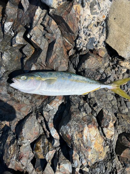 ワダツミの神さんの恵みに感謝❗️