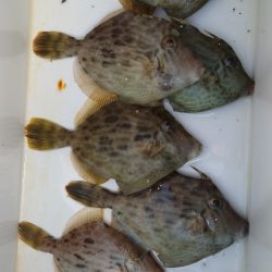 秋のカワハギ釣り