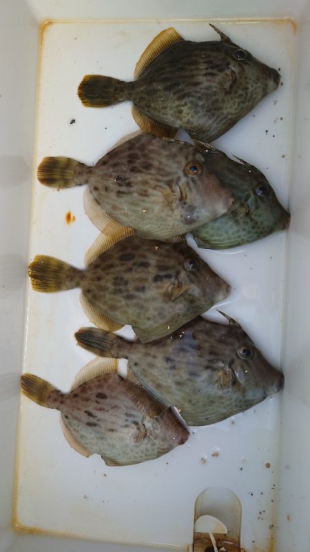 秋のカワハギ釣り