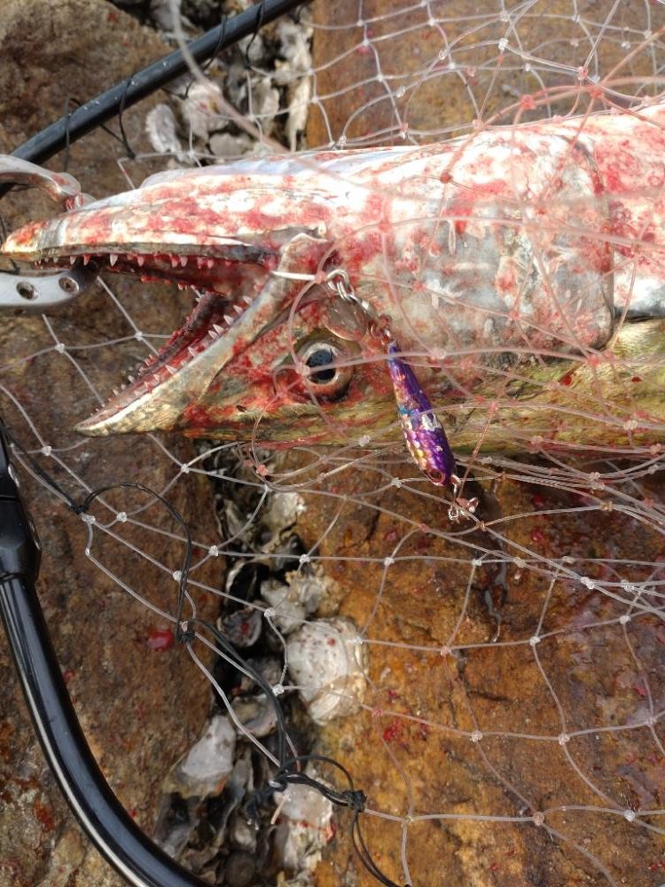 ショアジギングでサワラ！