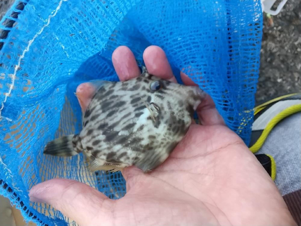 カワハギ釣行