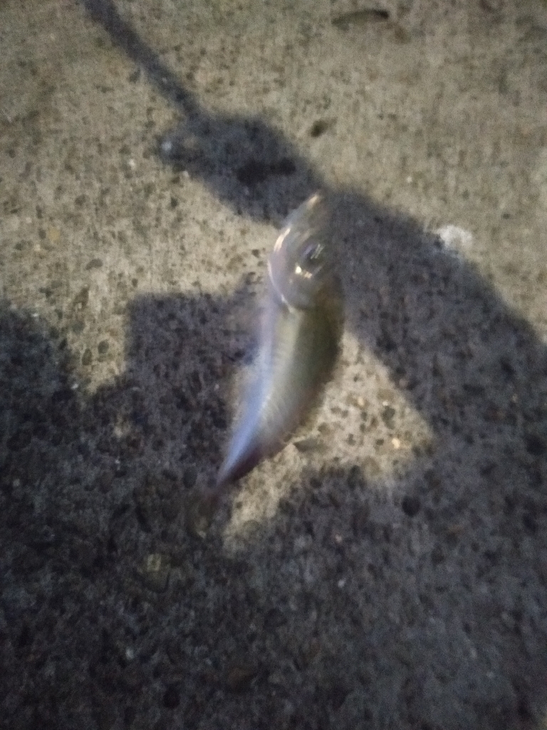 餌がなくなるまで鯵釣り