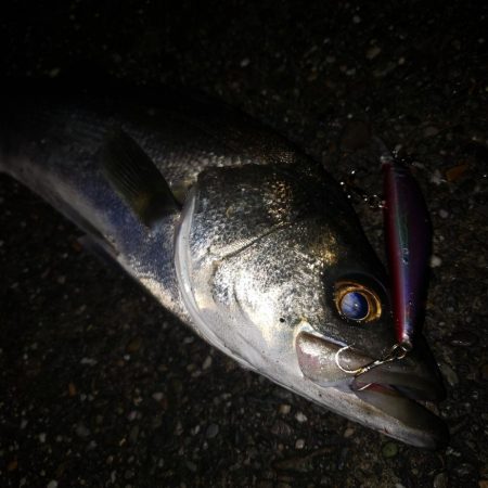 スズキさん、いませんか？