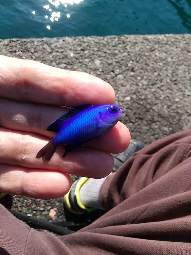 カワハギとアオリイカ