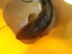 ハゼの泳がせ釣りでマゴチ