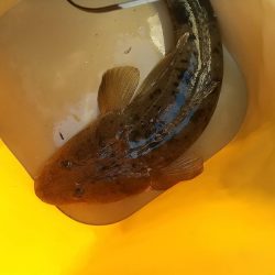 ハゼの泳がせ釣りでマゴチ