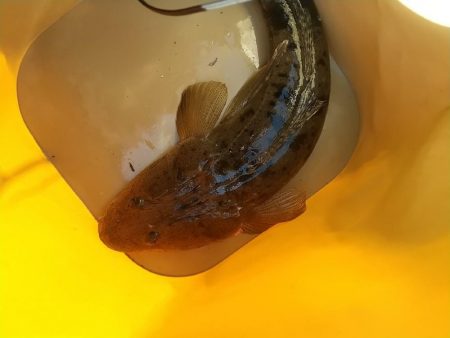 ハゼの泳がせ釣りでマゴチ