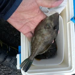 カワハギ釣れた‼࿠…