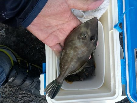 カワハギ釣れた‼࿠…