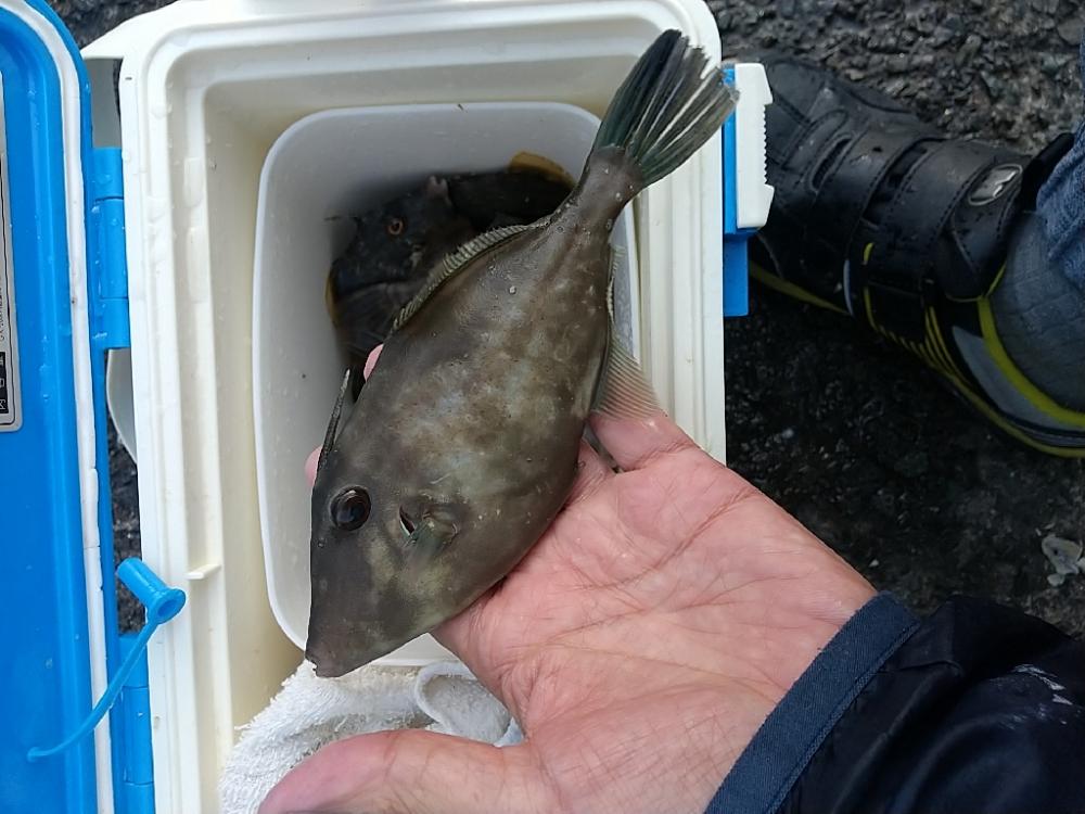 カワハギ釣れた‼࿠…