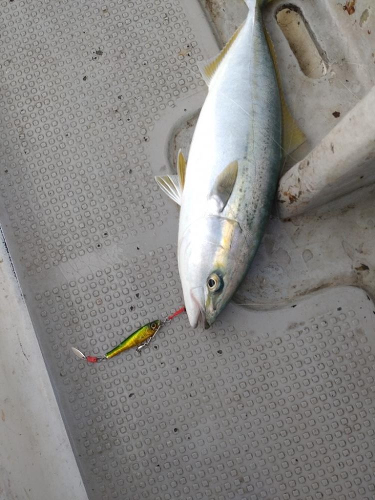 11月のライトジギング(2/2)