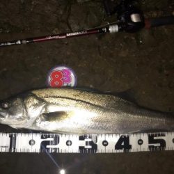 【リバーシーバス】清流川鱸終盤