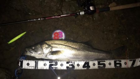 【リバーシーバス】清流川鱸終盤