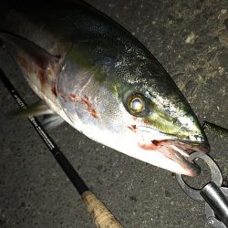 ナブラ天国　メジロ天国