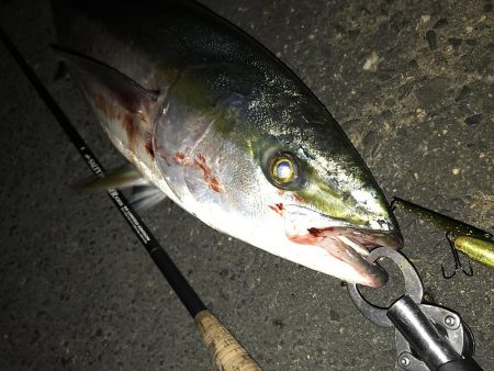 ナブラ天国　メジロ天国