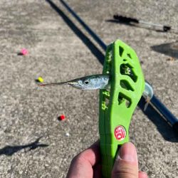 たまにはサヨリ釣り