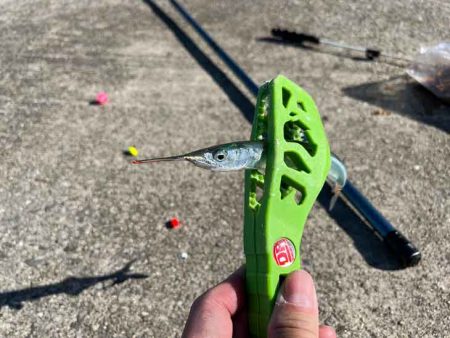 たまにはサヨリ釣り