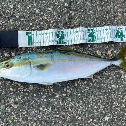 朝マヅメチャレンジでハマチゲット