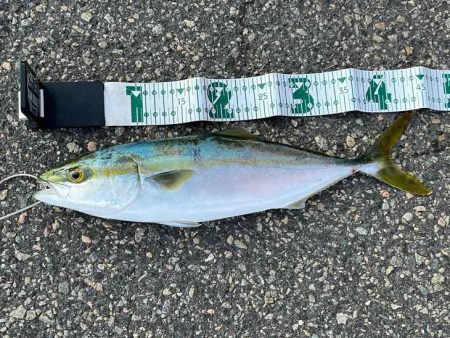 朝マヅメチャレンジでハマチゲット