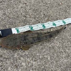 青物狙いのショアジギングでナイス外道!