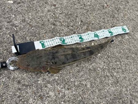 青物狙いのショアジギングでナイス外道!