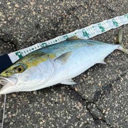 ド干潮でもメジロ来た！ビッグバッカー１０７HWが絶好調！！